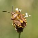 IMG_0644 Carpocoris purpureipennis.JPG